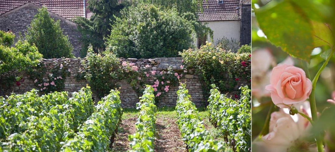 Domaine Violot-Guillemard Bed & Breakfast Pommard Ngoại thất bức ảnh